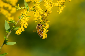 Honeybee on Goldenrod Flowers in Summer