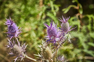 Close Up of Leavenworth's eryngo (Eryngium leavenworthii)