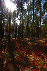 Pine forest
