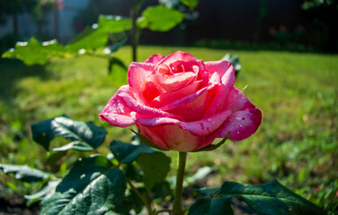 Tender pink rose on a background of green leaves. Background with flowers.
