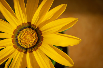 closeup of sunflower