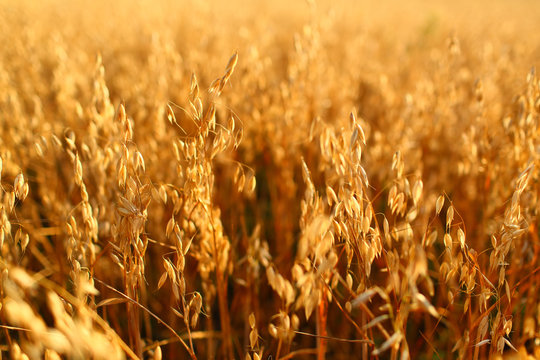 oat field