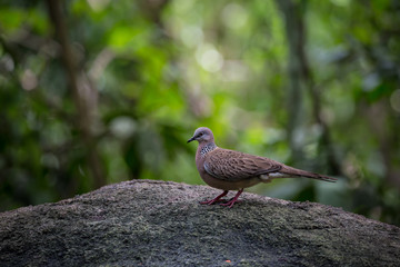 Spotted Dove (Spilopelia chinensis) on stone in park.