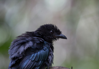 Greater Racket-tailed Drongo on branch tree.