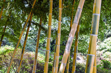 Bamboo In The Imperial Palace Tokyo.