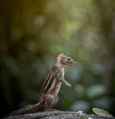Indochinese ground squirrel on stone with sun light.