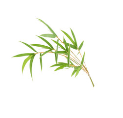 Branch and Bamboo leaf isolated on white background with clipping path, Bamboo leaf texture as background or wallpaper, Chinese bamboo leaf, Closeup green branch and bamboo leaves 