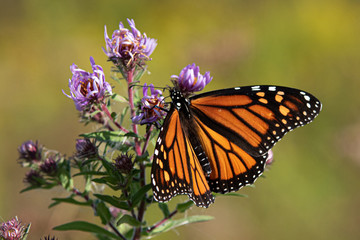 butterfly on flower