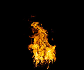 Group of real and hot flames are burning on a black background.