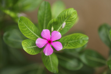 pink flower