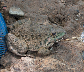 Thai frog in a pond.