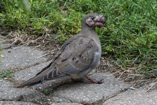 morning dove with avian pox
