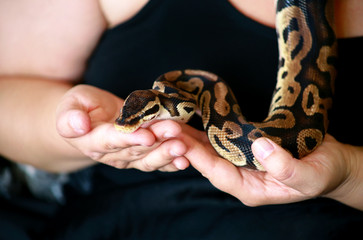 Female hands with Royal Python snake. Woman holds Ball Python snake in hands. Exotic tropical cold blooded reptile animal, Python regius non poisonous species of snake. Pet at home snake concept.