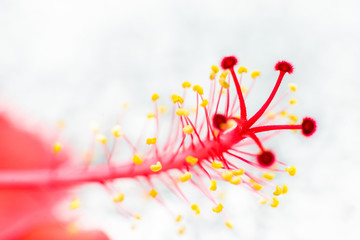 The tip of the stamens of the hibiscus flower.