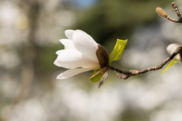 White Magnolia on blurred garden background