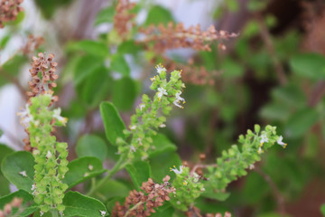 Fototapeta premium indian hindus Holy Basil