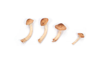 Mushroom on a white background