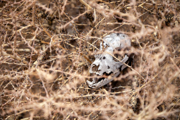 Closeup skull, bone, head dead little animal, rodent, mouse, marmot, hamster in dry thorn. Concept drought, death from thirst, animal epidemic, pandemic, eaten by predator, killed man, hunting © Тимур Конев