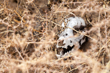 Closeup skull, bone, head dead little animal, rodent, mouse, marmot, hamster in dry thorn. Concept drought, death from thirst, animal epidemic, pandemic, eaten by predator, killed man, hunting