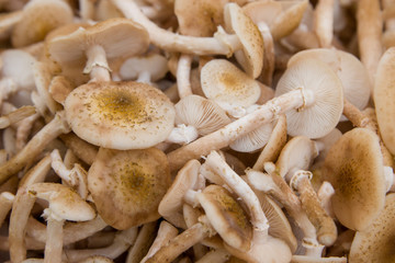 Many fresh forest cut honey mushrooms background