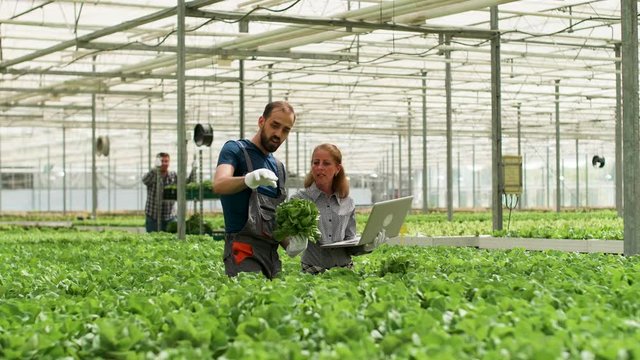 Team of agronomy engineers working in a modern greenhouse with green salad.