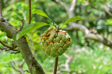 custard apple, custard apple from Thailand country