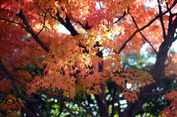 Autumn Foliage In Sunshine At Nagoya Japan.