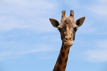 girafa