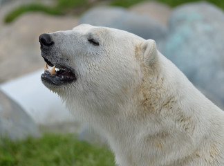 Obraz na płótnie Canvas Polar Bear Head Portrait