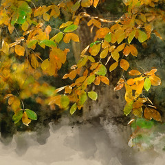 Digital watercolor painting of Beautiful colorful vibrant Autumn Fall forest woodland landscape detail in English countryside