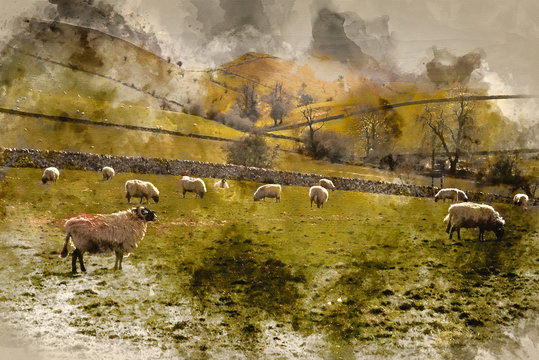 Digital watercolor painting of Sheep animals in farm landscape on sunny day in Peak District UK