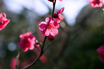 Fototapeta premium Mogusaen,Hino city,Tokyo. Pink Plum Blossom In Full Bloom.