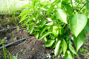 Greenhouse crop and agriculture concept. Green bell peppers grow on a bush.