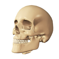 3d human skull