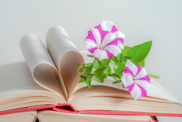 Old books lie on a white background. Beautiful petunia flower. The heart is made up of pages of books.