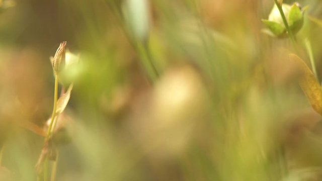 Close up of flax crop plants in field