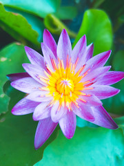 pink water lily