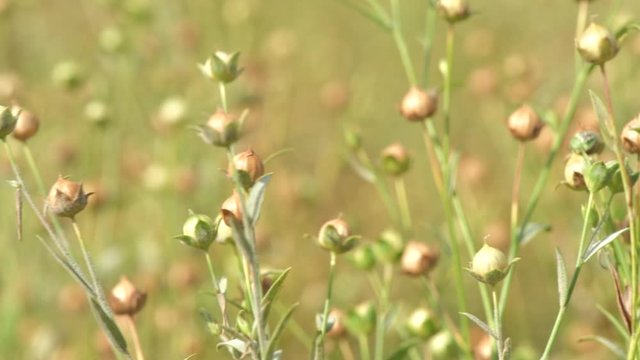Close up of flax crop plants in field