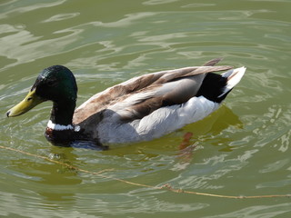 wild duck on a river in a city park
