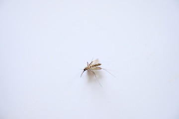 Mosquitoes on white background