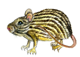 Cartoon painted rat