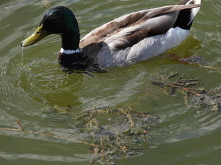 wild duck on a river in a city park