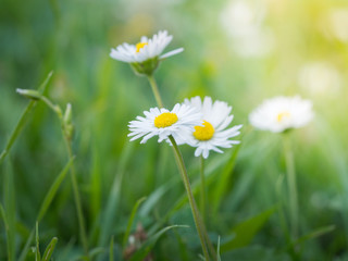 Group of Bellis flowers blooming in the grass