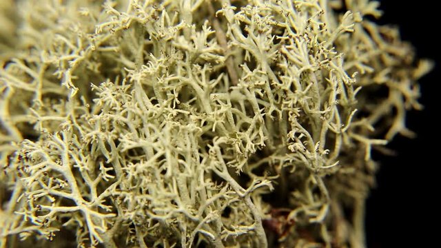 Gray lichen (Cladonia sylvatica) from a pine forest close-up. Slowly rotating bunch of lichen.
