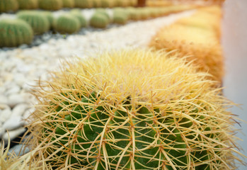 Cactus close up.