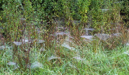 Cobwebs in morning dew on a meadow