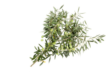 Olive verdi appena raccolte bio