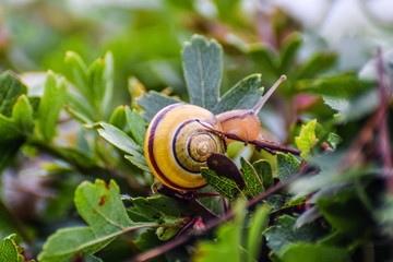 Snail on the leaves