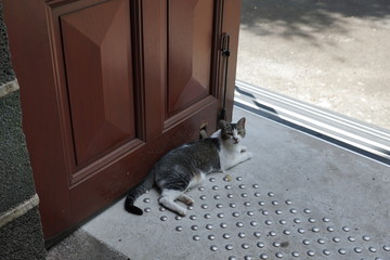 Katze vor einer Kirche auf la reunion in frankreich