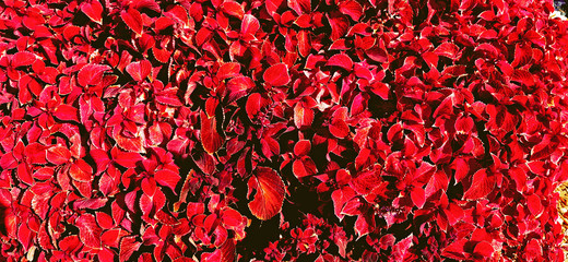 red leaves